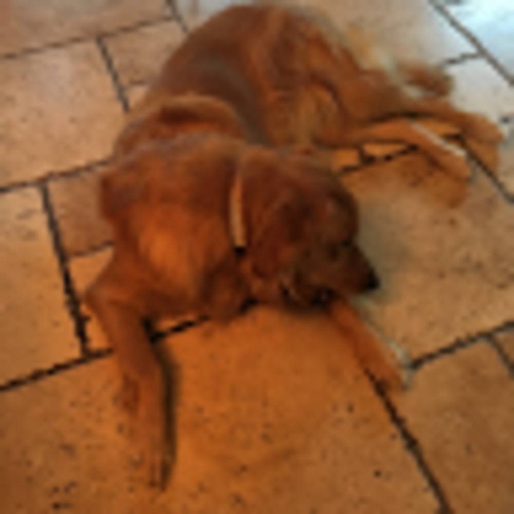 Meet your Posher, Alexa